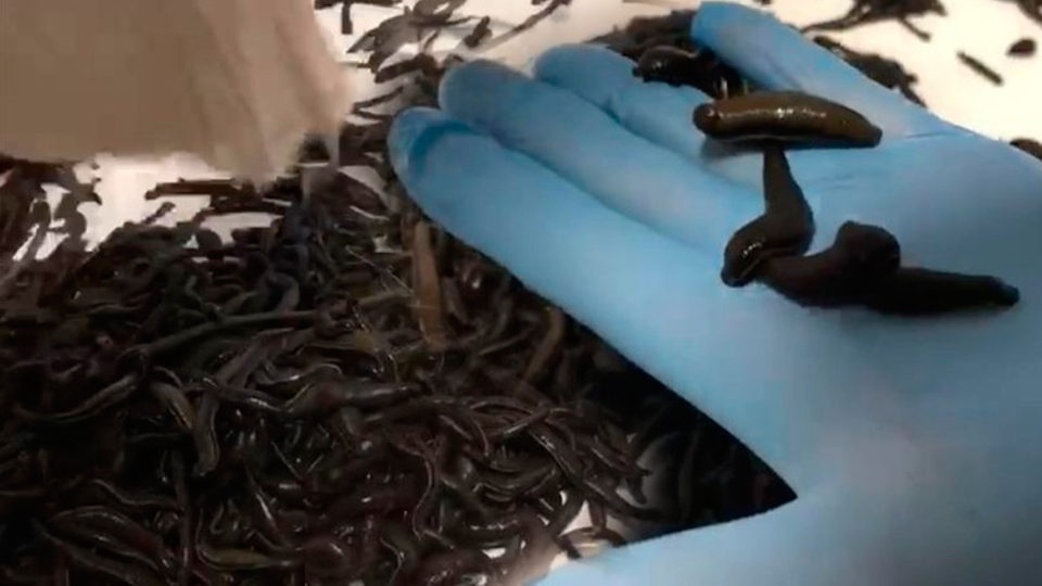 400 gelincik derisi, 25 bin sülük!