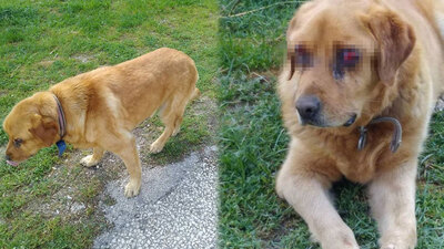 O köpekle ilgili gerçek ortaya çıktı