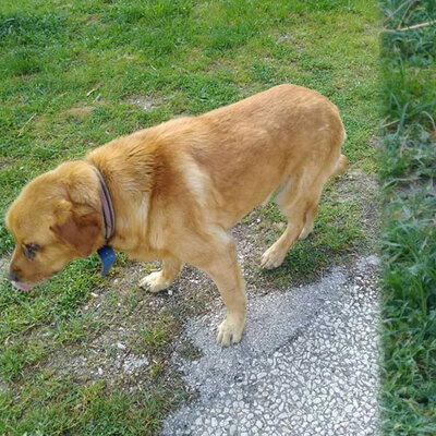 O köpekle ilgili gerçek ortaya çıktı