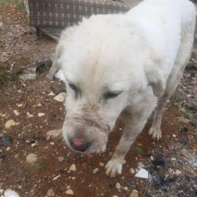 Sokak köpeğine şiddete 6 bin TL ceza!