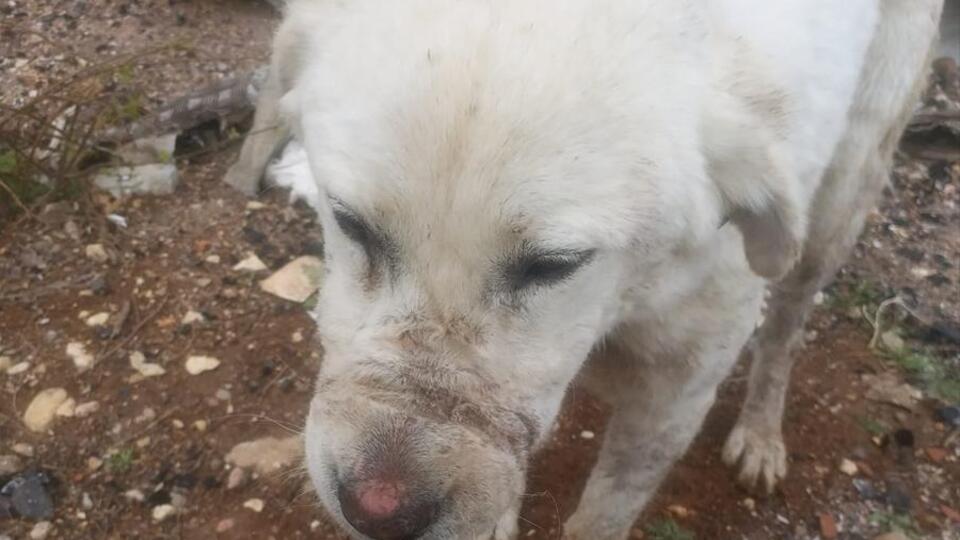 Sokak köpeğine şiddete 6 bin TL ceza!