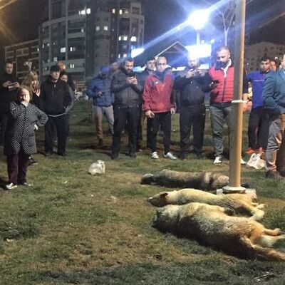 Köpek katliamıyla ilgili yeni gelişme