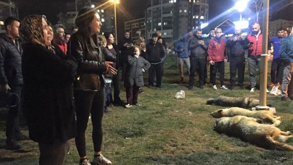 Köpek katliamıyla ilgili yeni gelişme