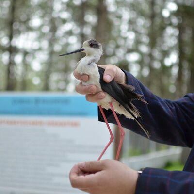 Türünü öğrenince hemen teslim etti