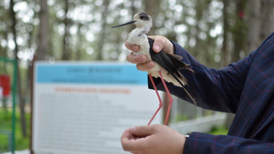 Türünü öğrenince hemen teslim etti