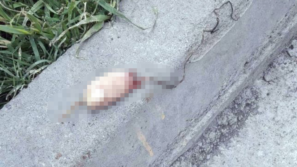 Şoke eden görüntüden ihmal çıktı!