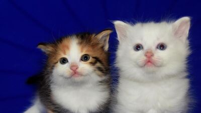 Diğer Van kedilerinden farkı şaşırttı