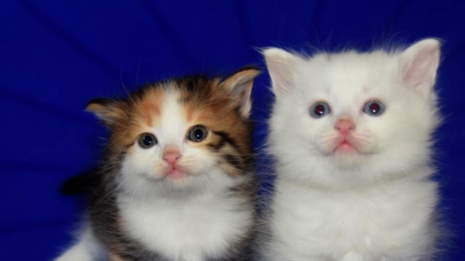 Diğer Van kedilerinden farkı şaşırttı