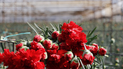 Çiçekçilik sektörüne "Anneler Günü" dopingi!
