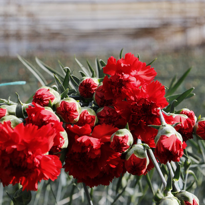 Çiçekçilik sektörüne "Anneler Günü" dopingi!