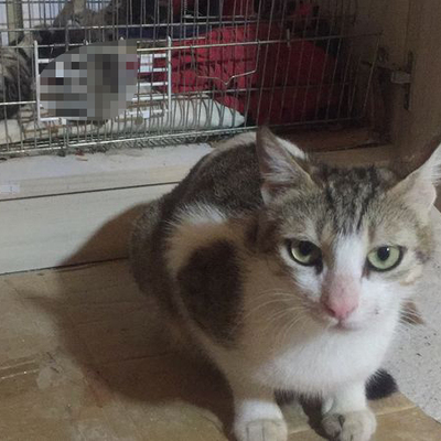 Vahşet! 5 yavru kedinin başı kesilmiş