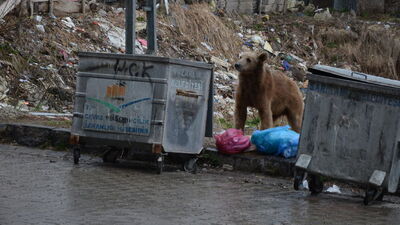 Acıkan ayı iftar zamanı caddeye indi