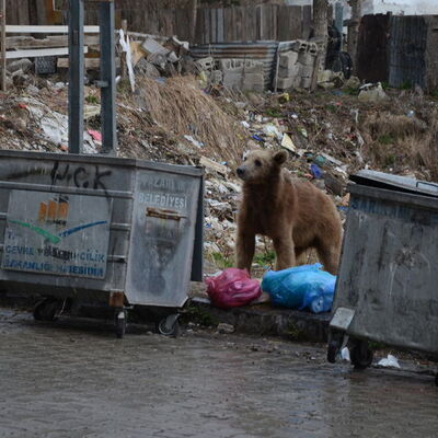 Acıkan ayı iftar zamanı caddeye indi