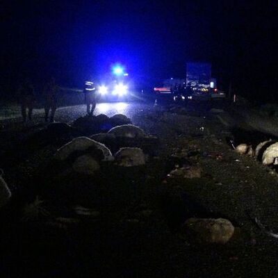 Batman'da can pazarı: 2 araç koyun sürüsüne daldı