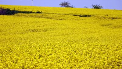 Kanolada ekim alanı katlanarak artıyor