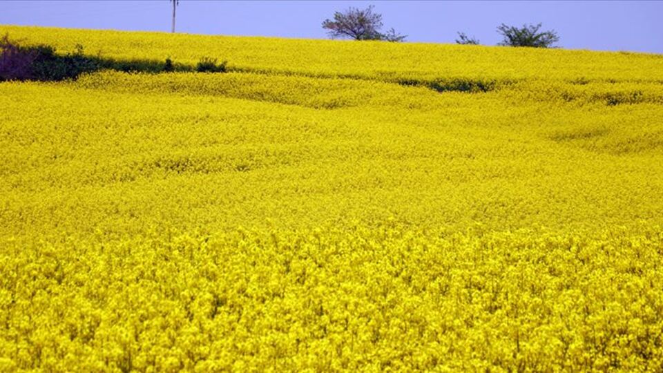 Kanolada ekim alanı katlanarak artıyor