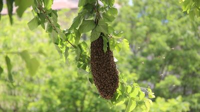 Dallarından sarkıyordu, mahalleyi istila etti!