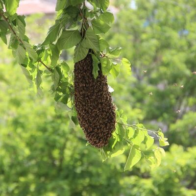 Dallarından sarkıyordu, mahalleyi istila etti!