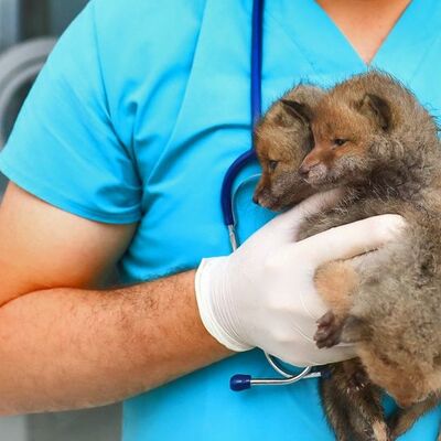 Aç kalan tilkiler bodrumda bulundu