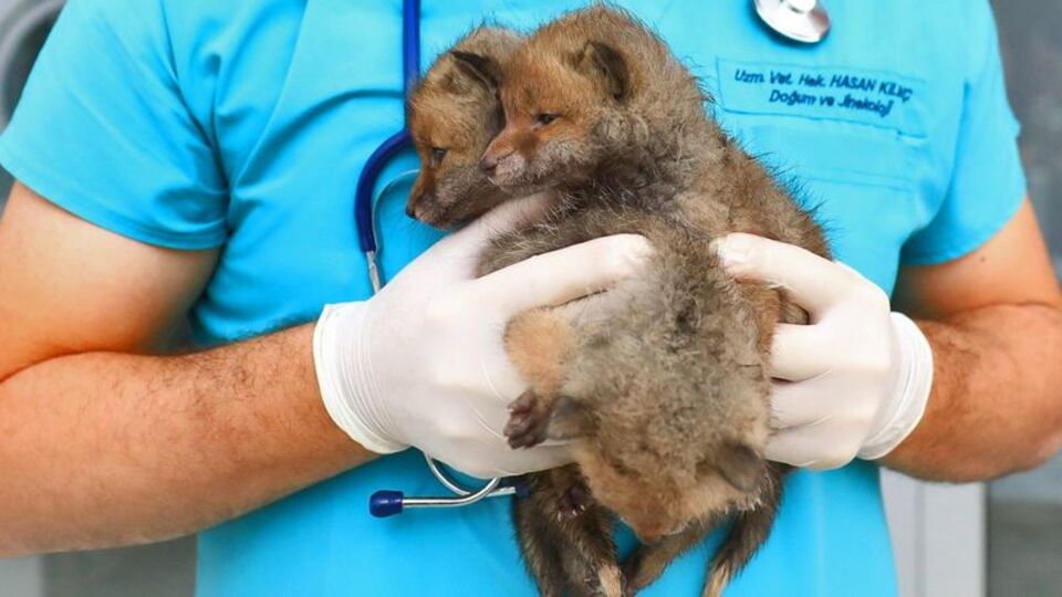 Aç kalan tilkiler bodrumda bulundu