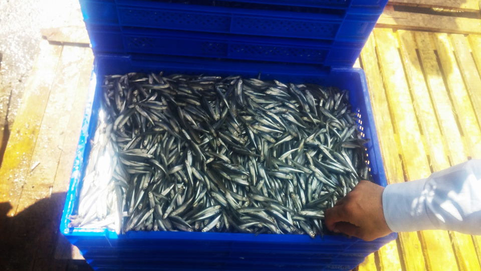 Kayseri'den Avrupa sofralarına!