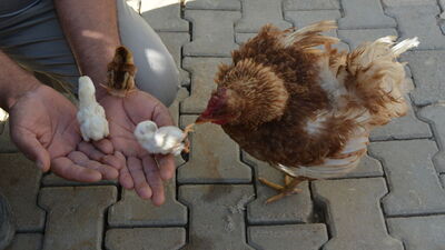 Yeni doğan civcivi görenler inanamıyor