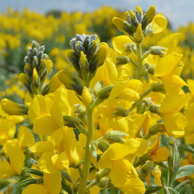 Bu çiçeği koparan yandı!