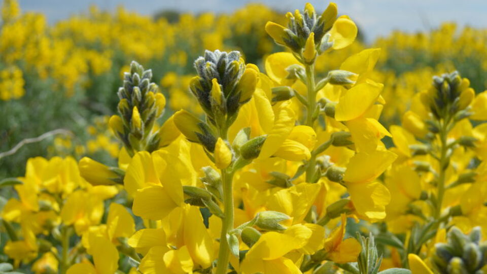 Bu çiçeği koparan yandı!