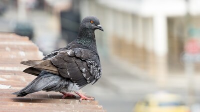 Güvercine 25 Euro ceza!