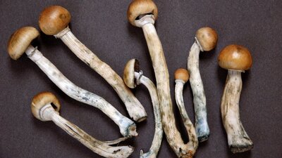 Denver'da sihirli mantar kullanımı artık 'serbest'