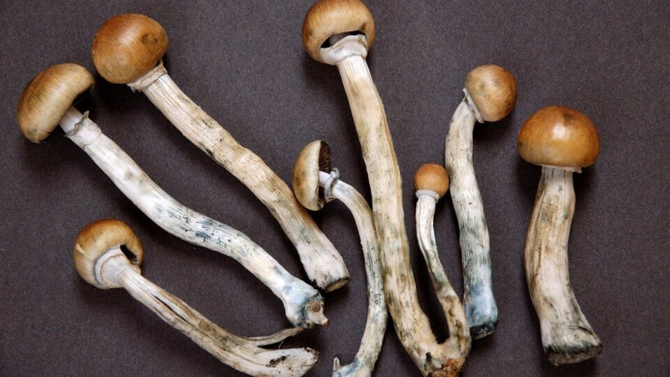 Denver'da sihirli mantar kullanımı artık 'serbest'