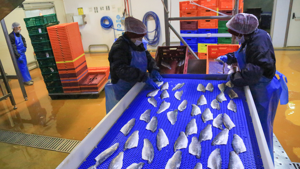 Muğla'dan 70 ülkeye balık ihracı