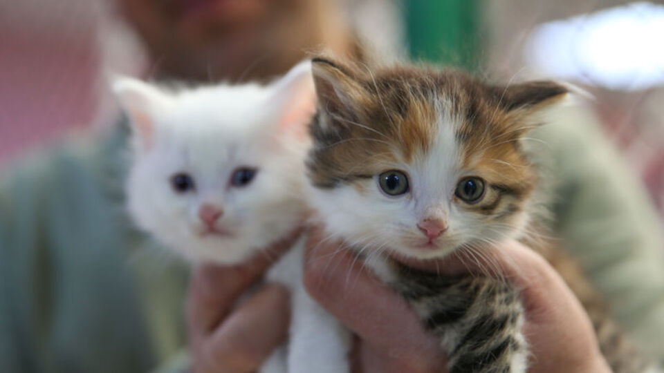 Van kedileri havuzda serinleyecek