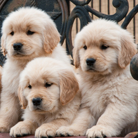 O kişilere ücretsiz!