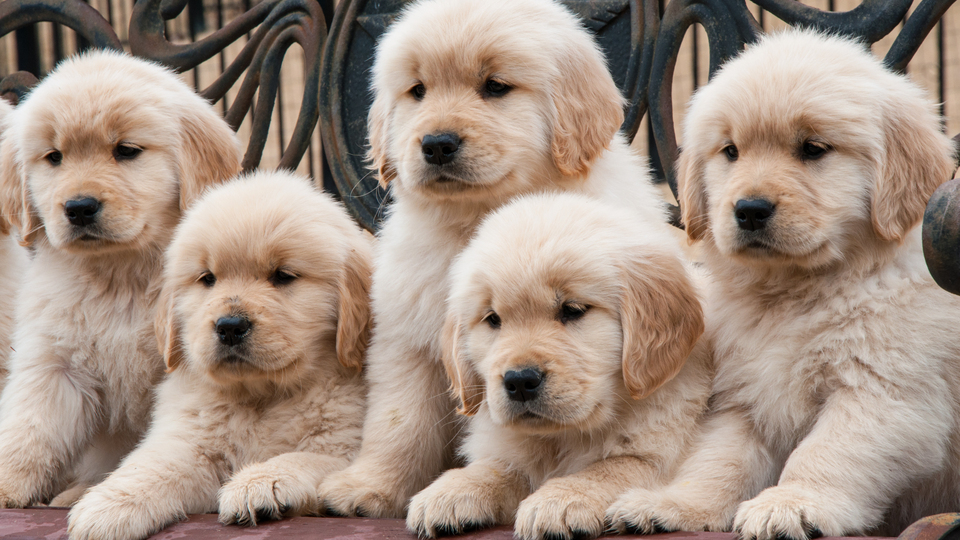 O kişilere ücretsiz!