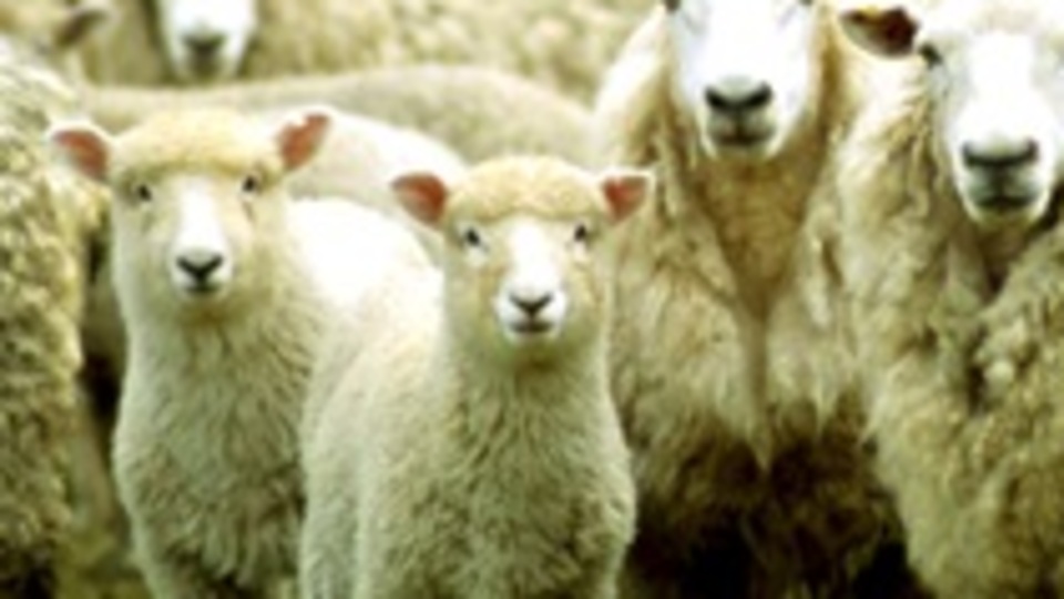 Kurban Bayramı ne zaman?