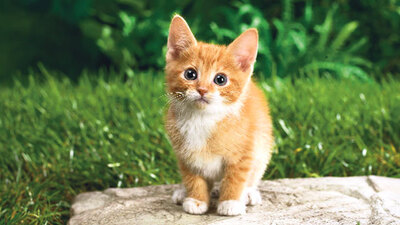 Oyna Kazan ipucu cevabı 13 Mayıs