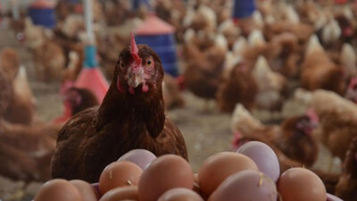 Yumurta üretimi arttı