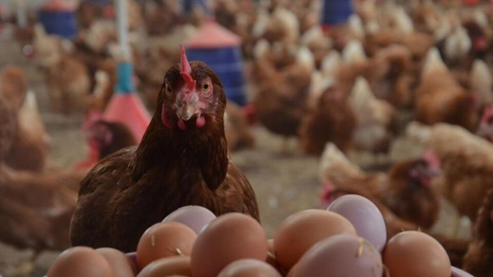 Yumurta üretimi arttı