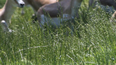 Sayıları giderek artıyor