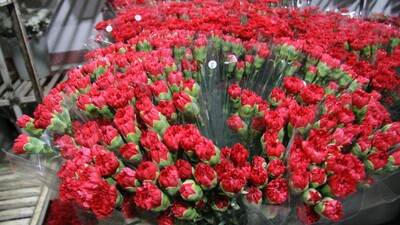 Anneler Günü'nde çiçek satışları 10 kat arttı