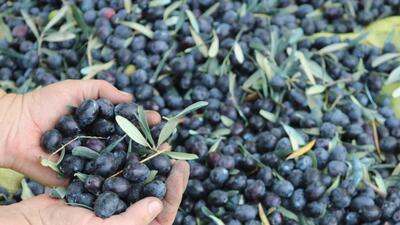 Marmarabirlik duyurdu! Yarın ödeme yapılacak