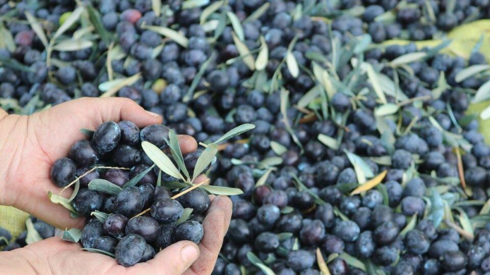 Marmarabirlik duyurdu! Yarın ödeme yapılacak