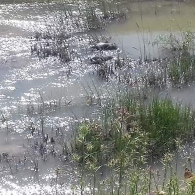 Hatay'da nehirde 2 cansız beden bulundu