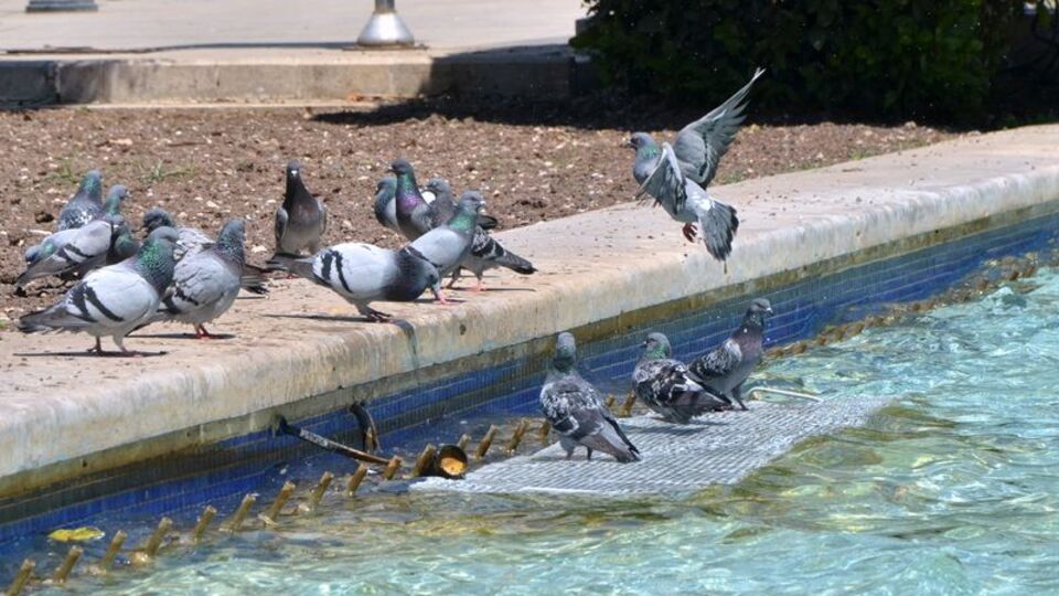 Batı'da hafif yağmur, doğuda sarı sıcak!