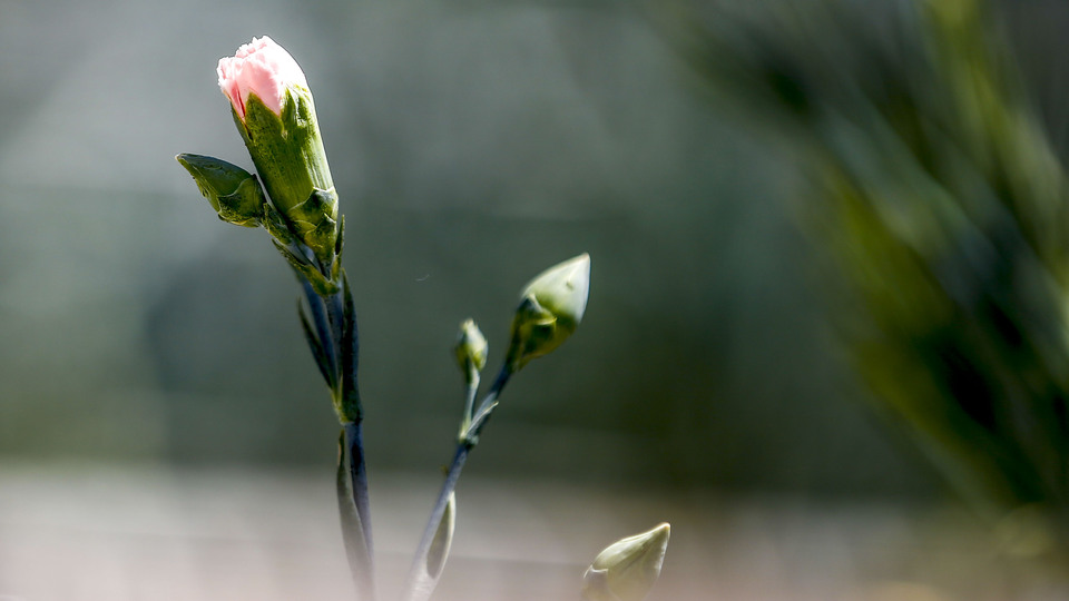 Türkiye'nin ilk tescilli karanfili dünya pazarına sunuluyor