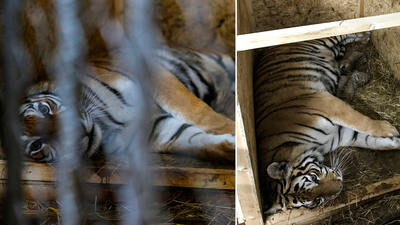 İstanbul'un 'ilk' Bengal'i!