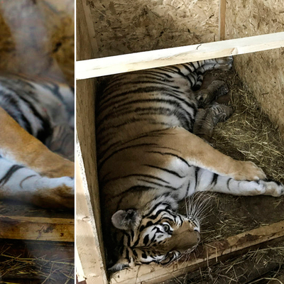 İstanbul'un 'ilk' Bengal'i!