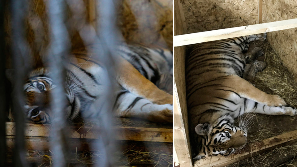 İstanbul'un 'ilk' Bengal'i!