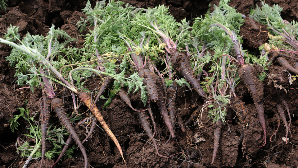 Alıcısı hazır! Hasadı başladı